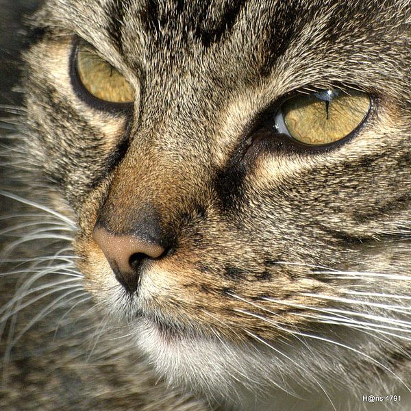 onze poes by Hans van Kaam