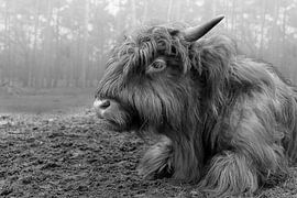 Scottish highlander calf in black and white by Humphry Jacobs