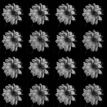 Dahlias's black and white by Henriette Tischler van Sleen