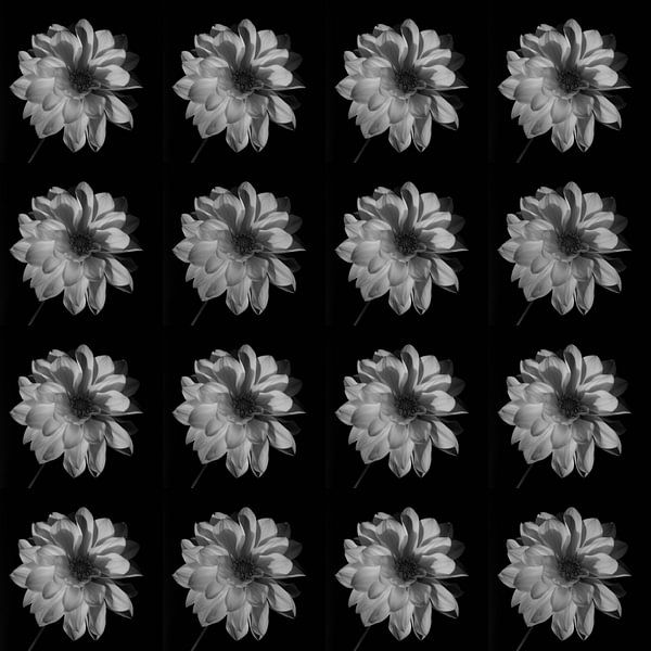 Dahlias's black and white by Henriette Tischler van Sleen