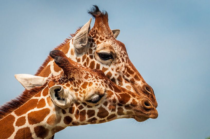 Moederliefde... van Hermen van Laar