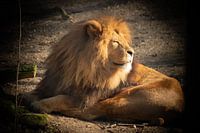 Der König der Tiere - DER LEO