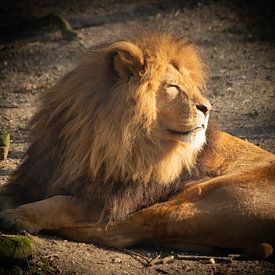 Der König der Tiere - DER LEO von Marcel Mombarg