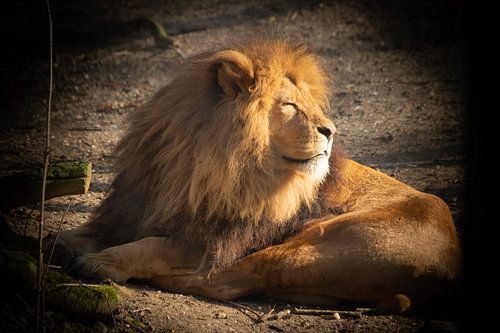 De koning van de dieren - DE LEEUW
