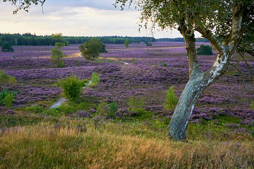 Uitzicht vanaf heuvel over bloeiende Heide