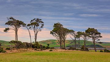 The Catlins, Nieuw-Zeeland van Henk Meijer Photography