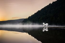 Take a moment to breathe by Paws of Joyce Photography