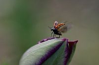 Rare ladybug.