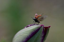 Rare ladybug. by Moniek van Hoof-Geenen