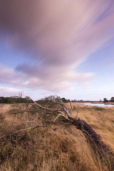 Strabrechtse Heide 295 by Deshamer