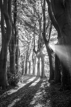 Beech Trees, Lede, Belgium Monochrome by Imladris Images