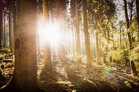 Herfstzon in het bos