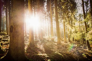 Le soleil d'automne dans la forêt sur Nick van Dijk