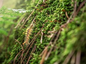 Nikolsdorfer Wände, Sächsische Schweiz - Raupe der Pfeileule von Pixelwerk