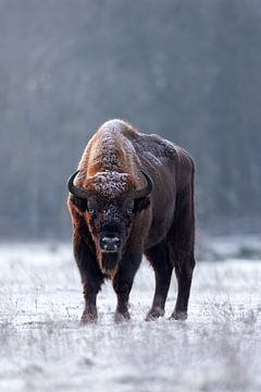 Wisent bull devises under a layer of frost by Patrick van Os