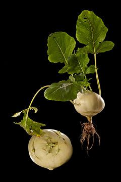 Kohlrabi by Fotogallery