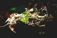 Style my Home series by Liberty Ragazza Biesma