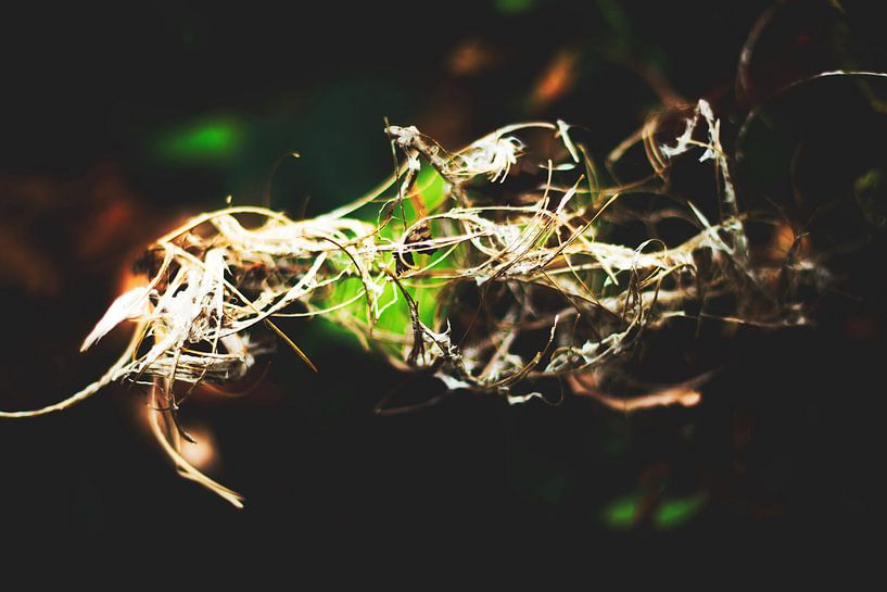 Style my Home series par Liberty Ragazza Biesma par Liberty Biesma