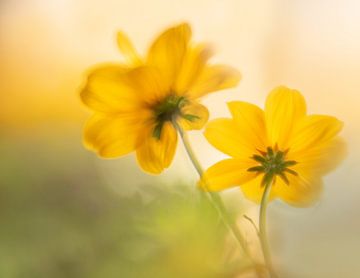 Dreams van RebbelZfotografie