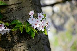 Cherry blossom sprouting from tree trunk by Evelien Doosje
