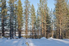 Lapland in avond zon van Anouk Hol