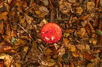 Fly agarics in Drenthe