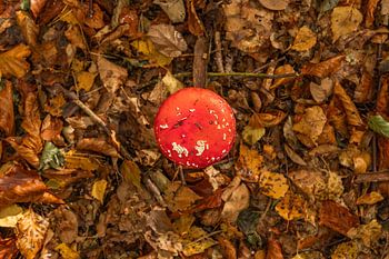 Vliegenzwam in Drenthe