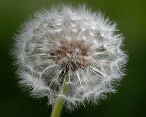 Der Löwenzahn eine Makrofokus-Stapelaufnahme