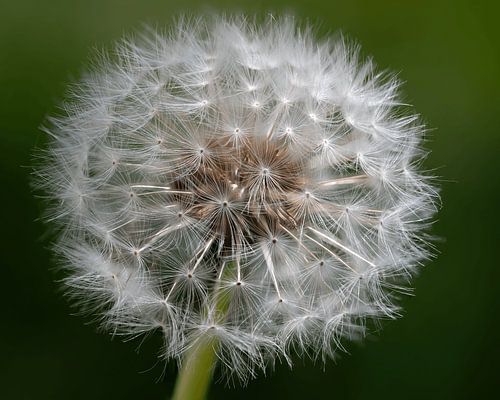 Le pissenlit, une photo de pile avec mise au point macro sur Lex van Doorn
