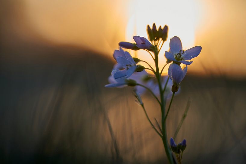 Pinksterbloem tijdens zonsondergang van Cor de Hamer