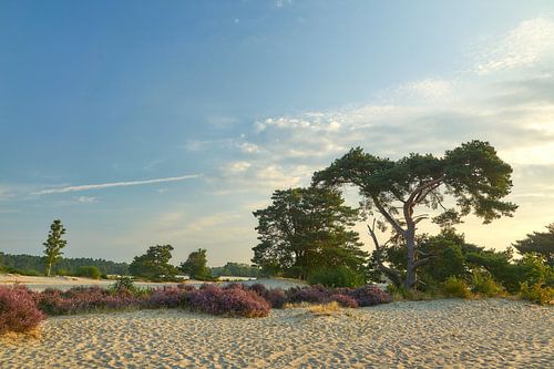 Vliegden en bloeiende hei op de zandverstuiving