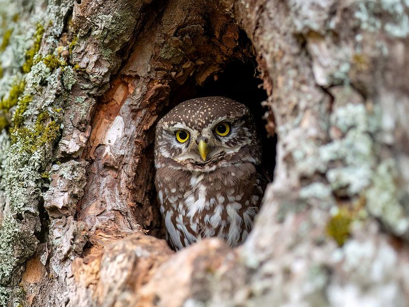 Ein Steinkauz im Baum von Teresa Bauer
