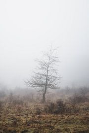 Small tree in the fog by Thijs Pausma