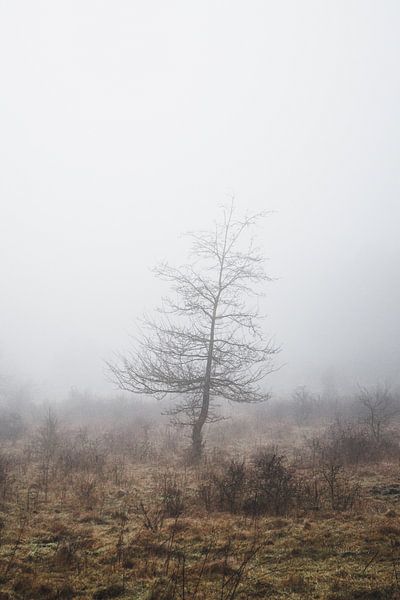 Petit arbre dans le brouillard par Thijs Pausma