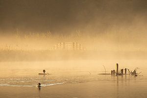 Schwimmen in einem nebligen goldenen Schein