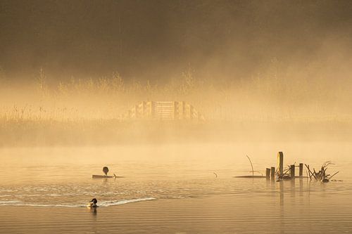 Zwemmen in een mistige gouden gloed