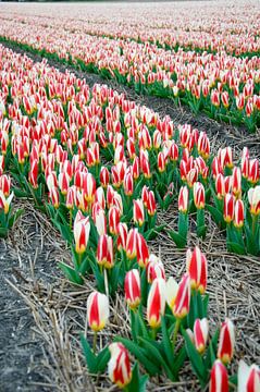 Bollenvelden Dutch flower fields van Arthur Wijnen