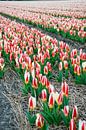 Bollenvelden Dutch flower fields van Arthur Wijnen thumbnail