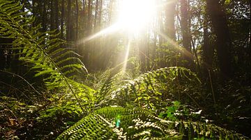 Wildnis im Wald von Maximilian Burnos