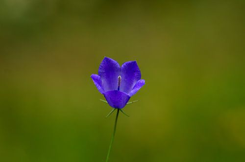Campanula of Blauwklokje