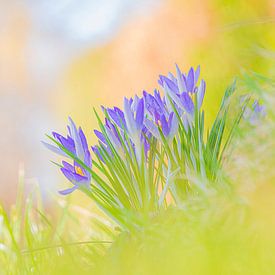 Crocus dans le champ sur Yolanda Wals