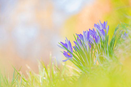 Krokus auf dem Feld von Yolanda Wals
