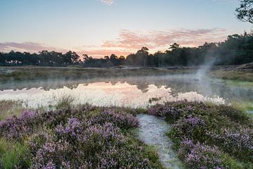 Paarse heide langs de bosvijver op landgoed heidestein! van Peter Haastrecht, van