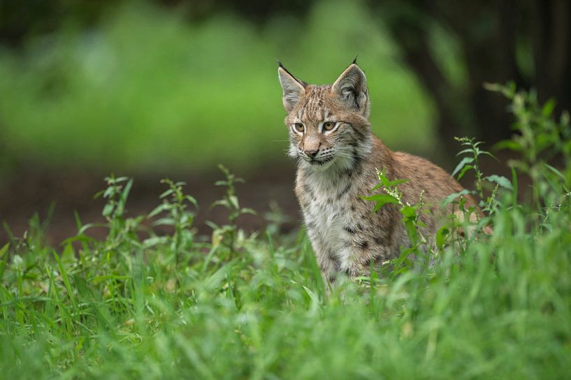 Luchs / Eurasischer Luchs (Lynx lynx), Jungtier im hohen Gras unter einem Busch,  schöne Bildaufteil von wunderbare Erde