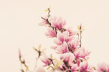 Magnolia bloemen van Nancy van Verseveld