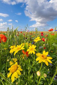 Een veld met wilde bloemen in een polder in noord Groningen op e van Bas Meelker