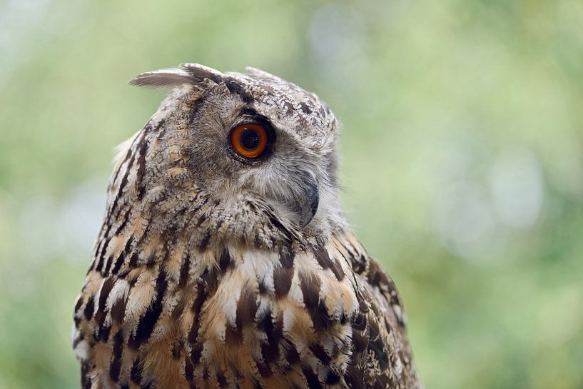 Chouette aigle ( Bubo bubo ), portrait de tête, image détaillée sur un beau fond naturel, Europe. par wunderbare Erde