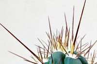 Cactus close-up macro from