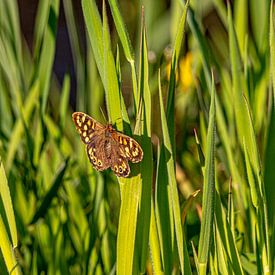 Le papillon des bains de soleil sur Maico.O