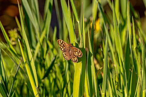 Zonnebadende vlinder